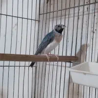 فنچ گلدین|پرنده|رشت, تازه آباد|دیوار