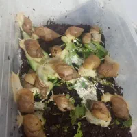 تعدادی حلزون ارزان