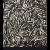 تخمه افتاب گردان