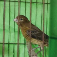 قناری نر ریزه خون