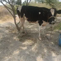 گاو نر و ماده