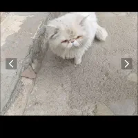 یک گربه پرشین سفید پیدا کرده ایم