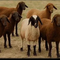 دامداری بره ناقلا
