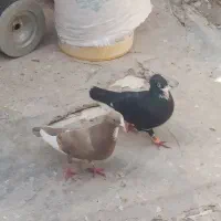 جفت کفتر