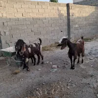 بزغاله