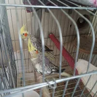 عروس. هلندی.سه نژاد مختلف