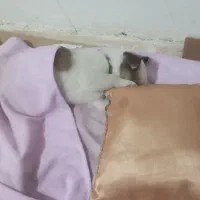 توله سگ