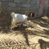 بز دوقلو زاد دو عدد کهره ماده