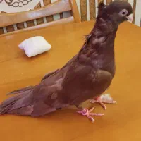 زاغ صرب|پرنده|امیدیه, |دیوار