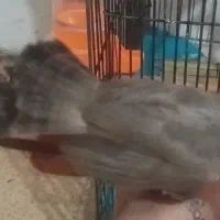 قناری ۴ ماه