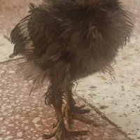 جوجه مرندی ۴۵ روزه