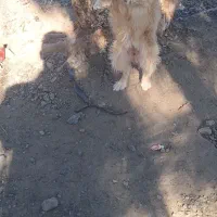 سگ پا کوتاه