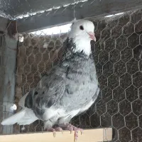 شازده سرور
