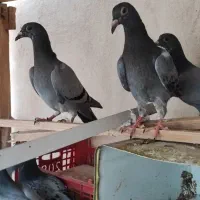 ده دونه جوجه پلاکی بوم ندیده