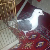 گرفتنی