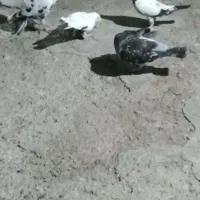 کفتر سار سوسکی زاغ پولکی