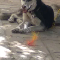 سگ هاسکی