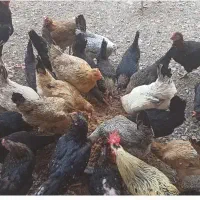 مرغ و خروس  سر حال خومونی اصل