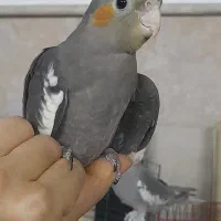 جوجه عروس هلندی