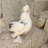 مرغ سلطان