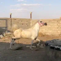 اسب مادیون کرد بسیار اصیل