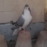 کبوتر بومی