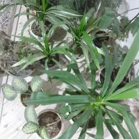 گل طبیعی آپارتمانی
