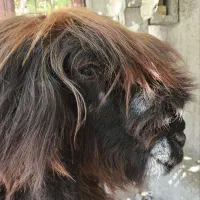 قوچ بختیاری