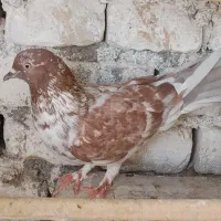 ماده گرگی