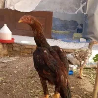 جوجه لاری اوشامو