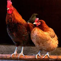 فروش ۳۰ عدد جوجه محلی اصل