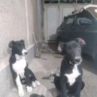 سگ سرابی