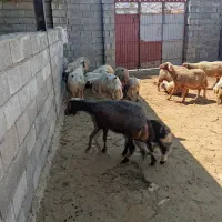 14راس میش وبره دوبری