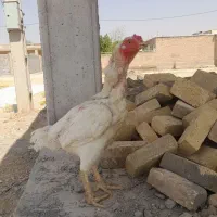 مرغ لاری