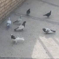 کبوتر