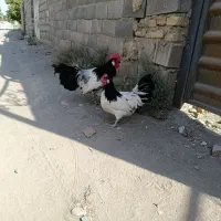 تخم مرغ لاکنولدرز