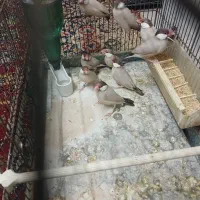 نرگسی شکلاتی مولد