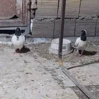 پرستویی ی جفت ماده آماده