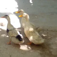 یک جفت اردک