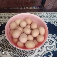تخم‌مرغ لاری نطفه دار اصل و جوجه لاری