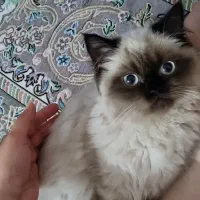 گربه