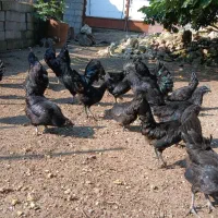 خروس ایام سمانی