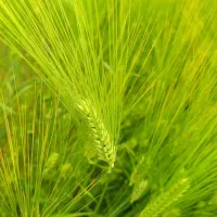 فروش بذر جو برا کاشت