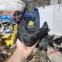 جوجه پا سیاه اصل محلی