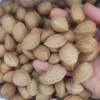 بادام سنگی