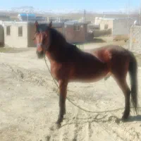 اسب فروشی بهترین نژاد درج یک کورد