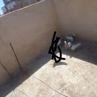 کبوتر طوقی