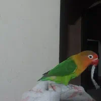 طوطی برزیلی ماده