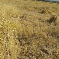 جوجه خروس گلین