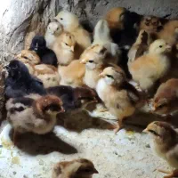جوجه ۴روزه گلپایگانی و جهادی